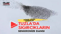 TUZLA'DA SIĞIRCIKLARIN DANSI BÜYÜLEDİ