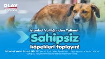 İSTANBUL'DA SAHİPSİZ KÖPEK GENELGESİ!