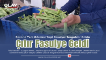 SOFRALARIN VAZGEÇİLMESİ TAZE FASULYE ÇIKTI!