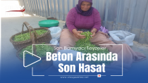 SON BAMYACI TEYZELER