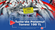 TUZLA'DA PALAMUTUN TANESİ 100 LİRAYA DÜŞTÜ!